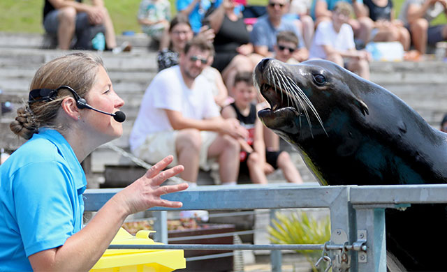 Sea lion and his trainer