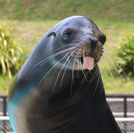 Sea Lion Splash